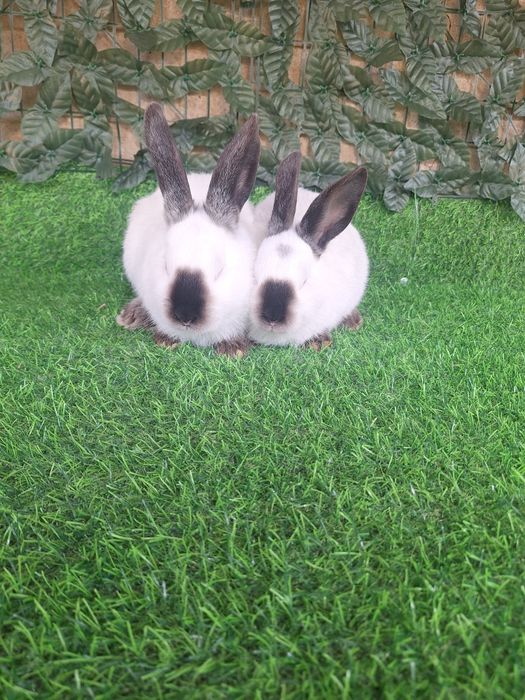 Пара за 15 тыс  Калифорния