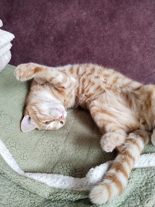 Отдам Кота в хорошее руки