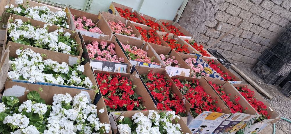 Geran gullari sotiladi