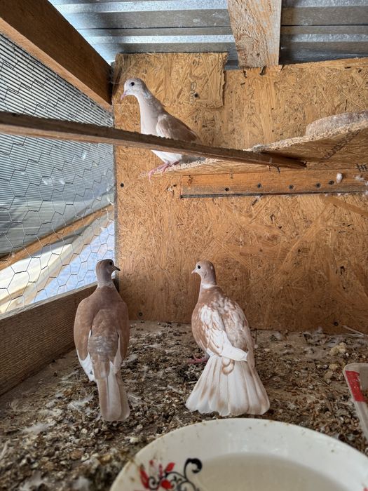 Vand turturele razatoare