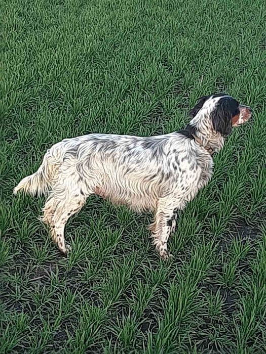 Продавам малки английски сетерчета