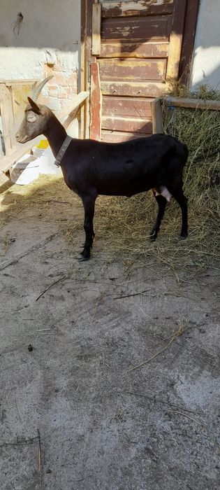 Capra rasa Alpina Franceza la prima fatare