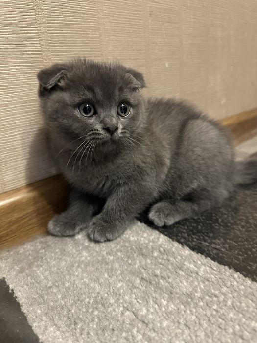 Парода Шатланский