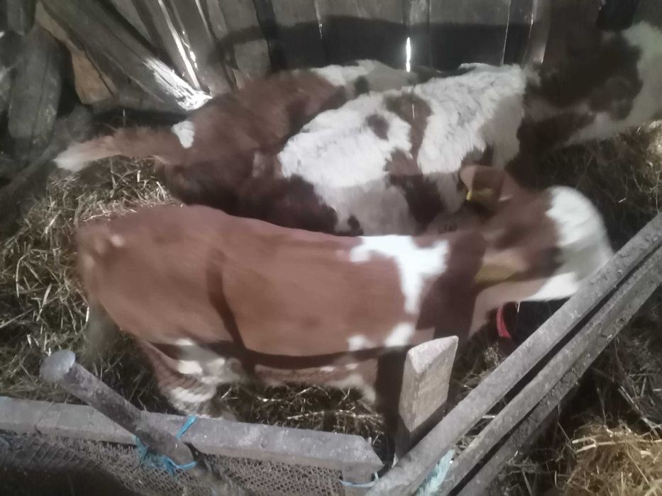 Vând vitei de diferite varste și o vacă gestantă