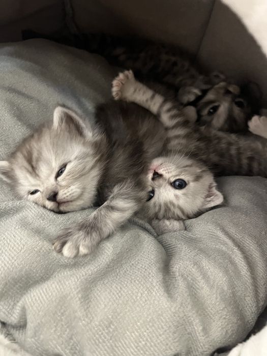 Scottish Fold және Straight котяттар