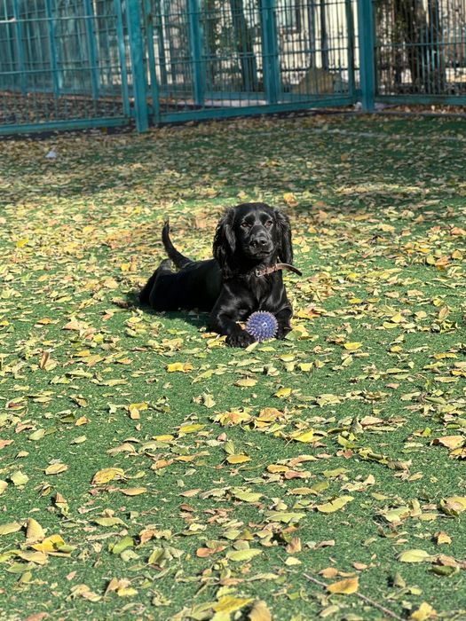 Спаниель девочка ищет дом