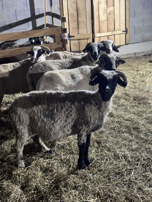 De vanzare 6 oi cu lapte