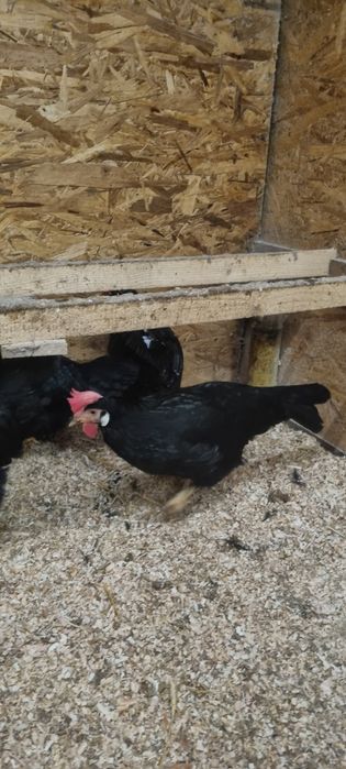 Vând găini italiene negre