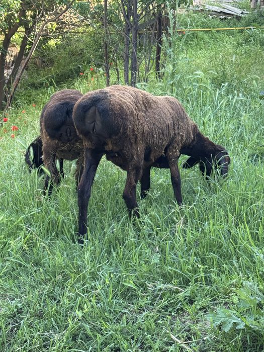 Қой сатылады Продам баранов