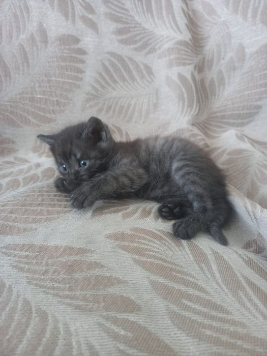 Отдам в добрые руки