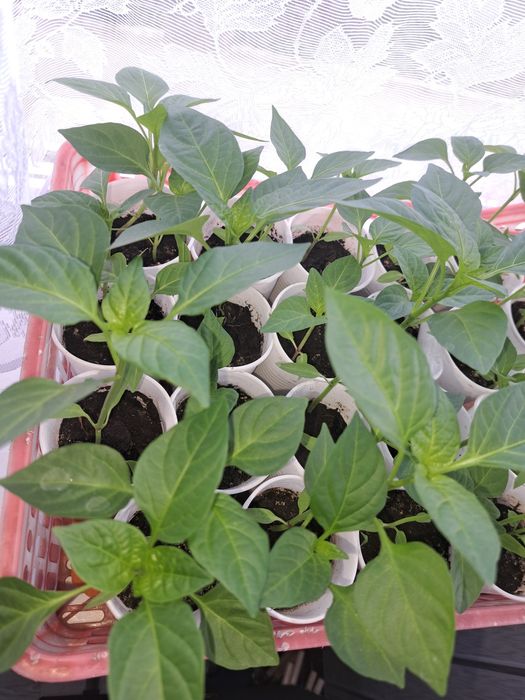 Рассада сладкого перца