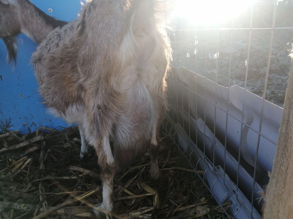 Vând 2 capre bune de lapte preț 2000 bucata