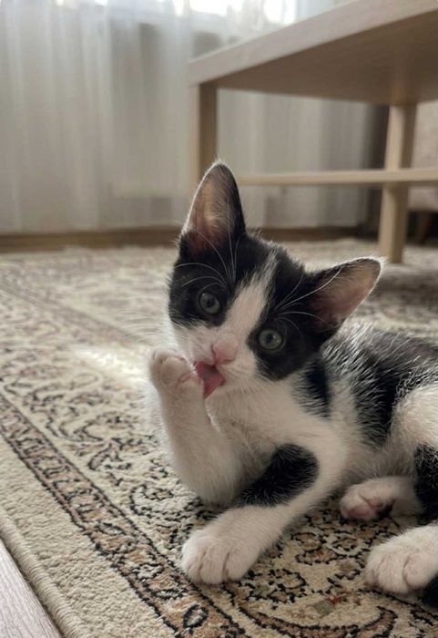 Кошки и котики в добрые руки