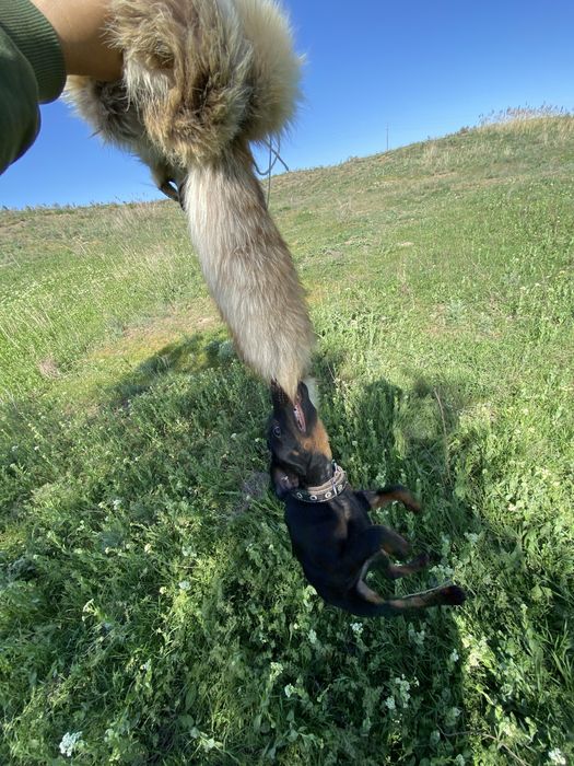 Ягдтерьер 2 суки 5 месяцев обмен