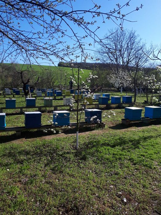 Продавам мед натурален