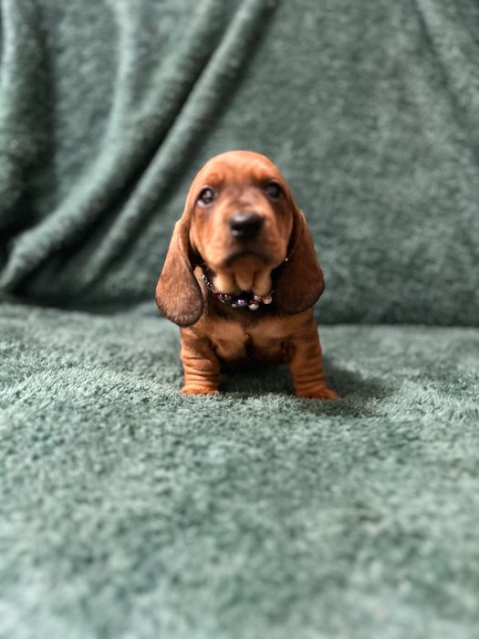 Mascul teckel cu Pedigree FCI