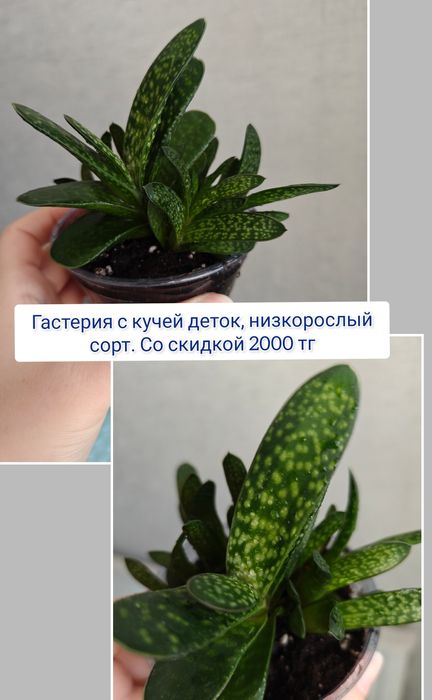 Декабрист эпипремнум комнатные цветы