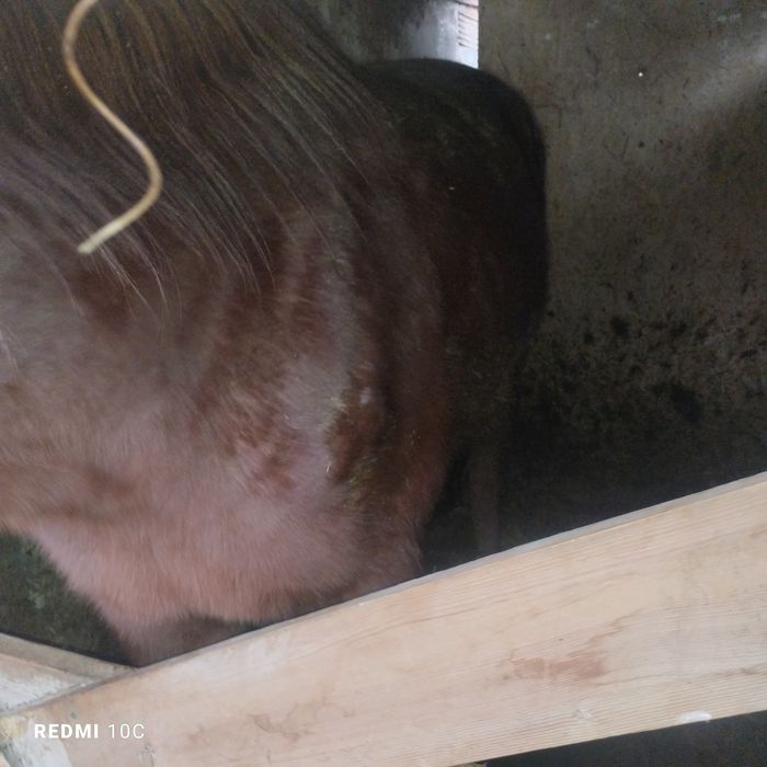 Жылкы сатылады согымга