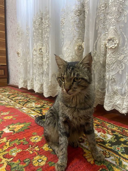 Mushuk hadiyaga beriladi aqilli iy mushugi