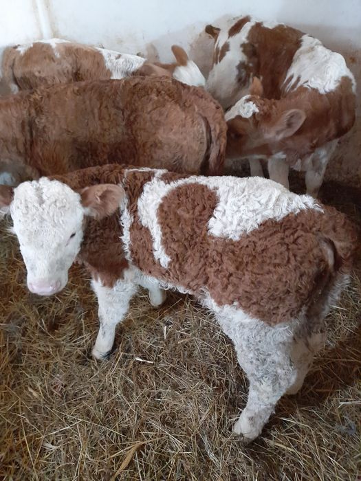 Taurasi si vitele baltati