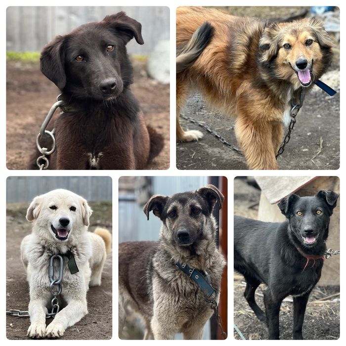 Собаки в хорошие руки