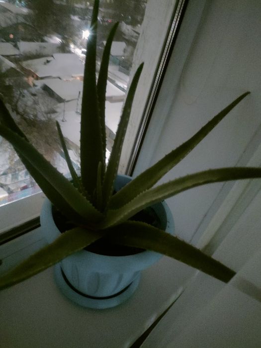 Комнатное Алоэ - вера