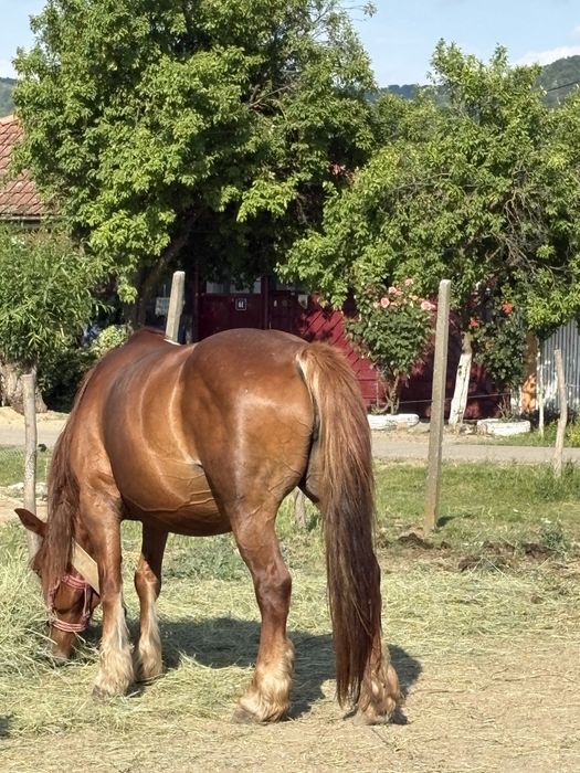 Iapa cu manz de vanzare