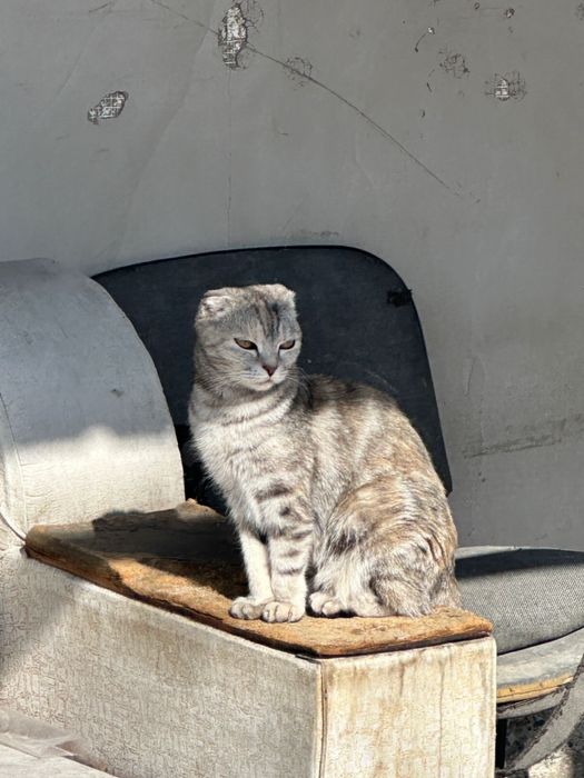 Шотланская вислоухая кошки