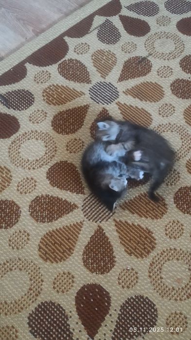 Отдадим в хорошие руки