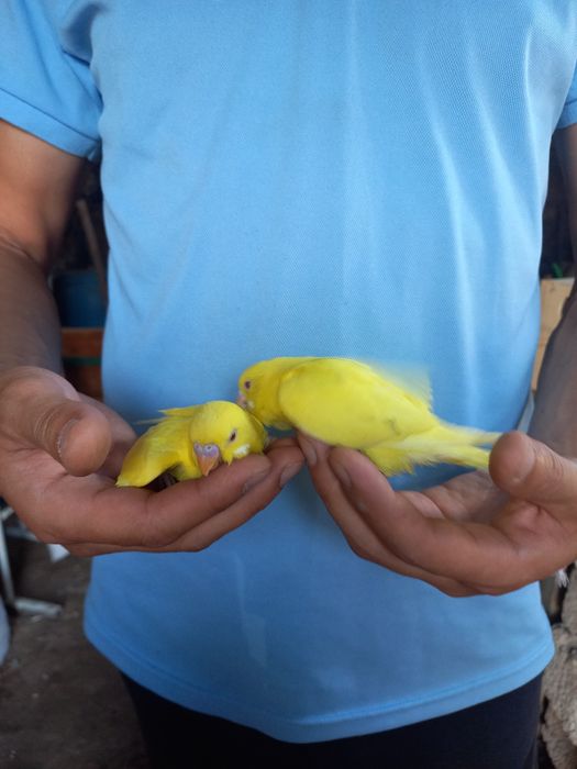 Ruchnoy toti sotiladi