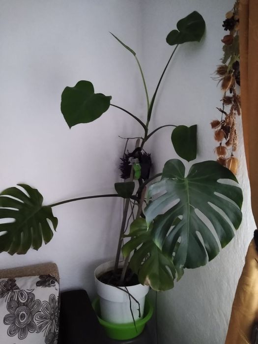 Vand planta Filodendron