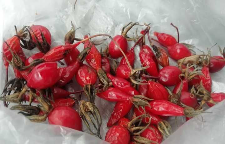 Шиповник свежий 2024 года