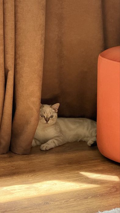 Продам кота Скоттиш Фолд