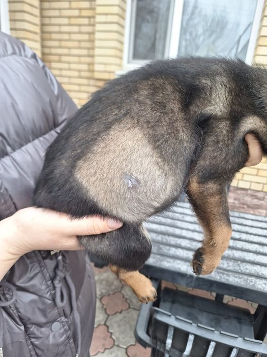 Отдаётся стерилизованная шикарная девочка