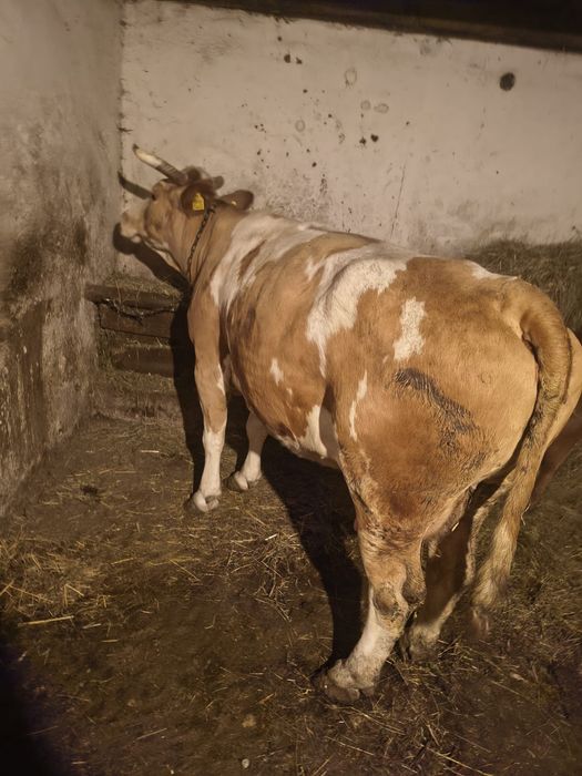 Vand vaca baltata gestanta