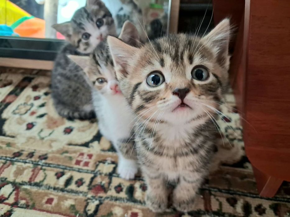 Котята мальчики и девочка
