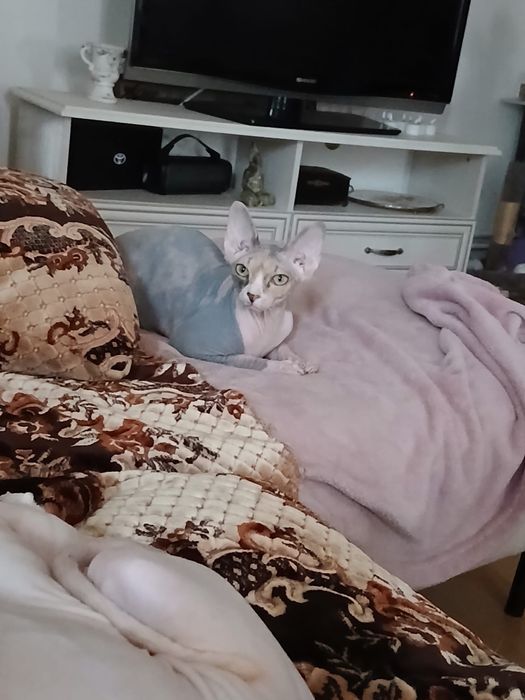 Vand pui de Sphynx