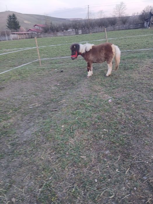 De vânzare poneita de 11 luni foarte cuminte fără gram de defect