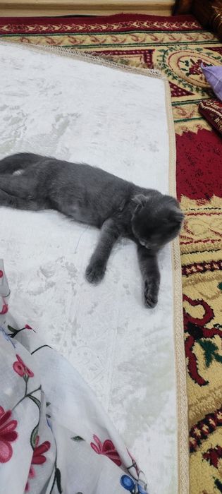 Чиройли Мушук сотилади