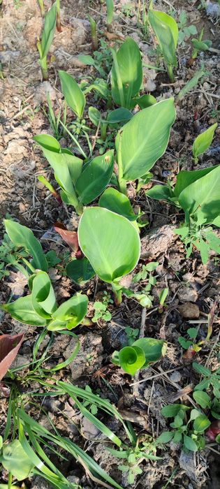 Kan gul kan Lola kup yillik buyi past katta gullaydi  eng zur sorti