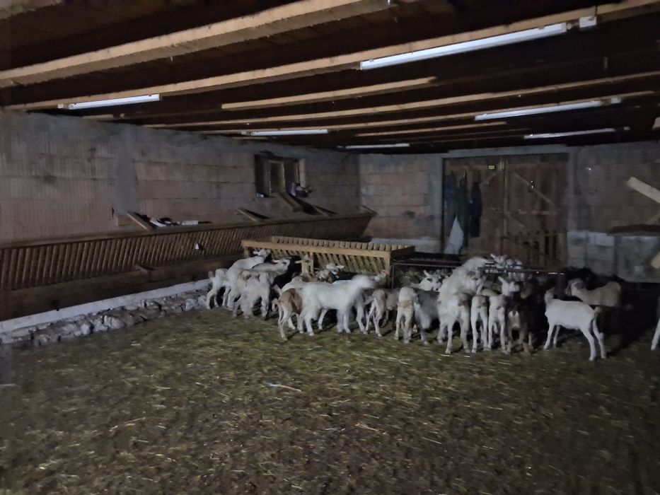 Tapi si iedute de prasilă Sannen  80buc