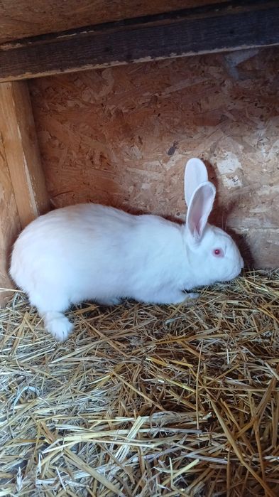 Vând o femela metis urias german