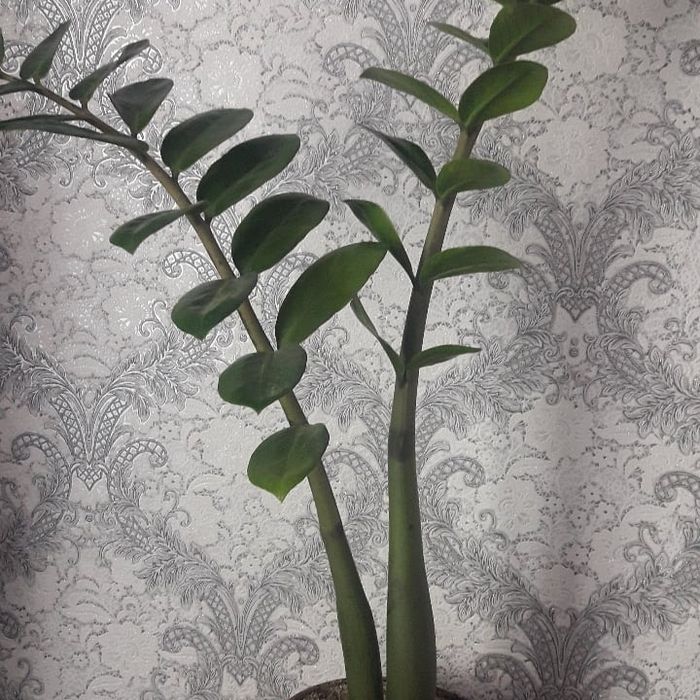 Продам цветы комнатные