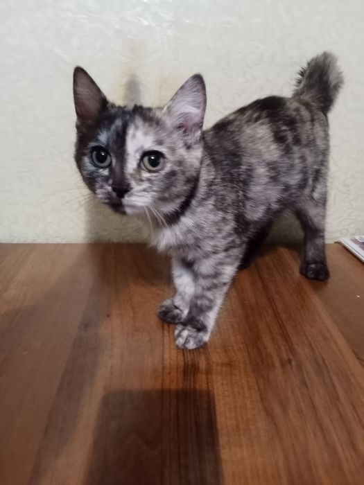 Отдам котенка, ей 4месяца