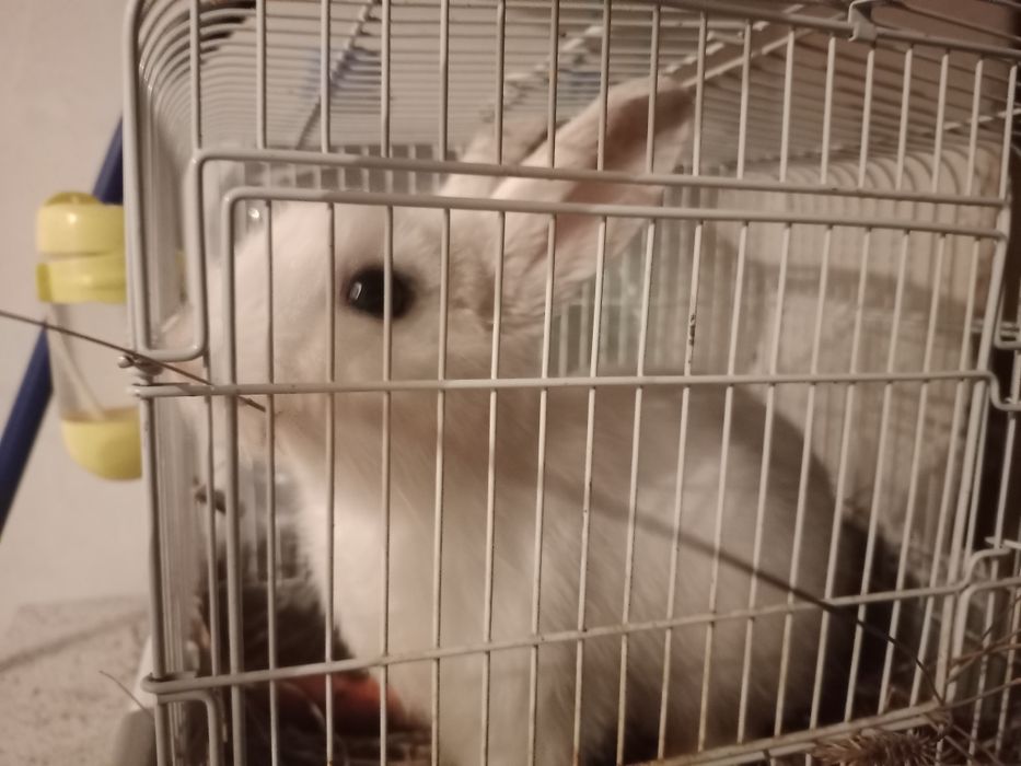 Кролик декоративный