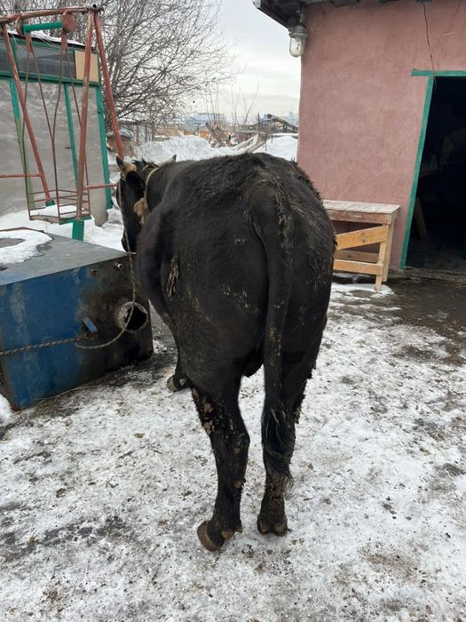 Продается бычки с откорма