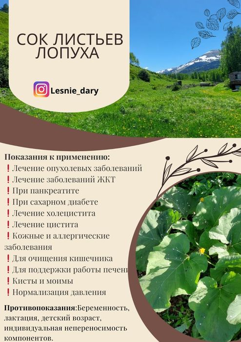 Сок лопуха горного