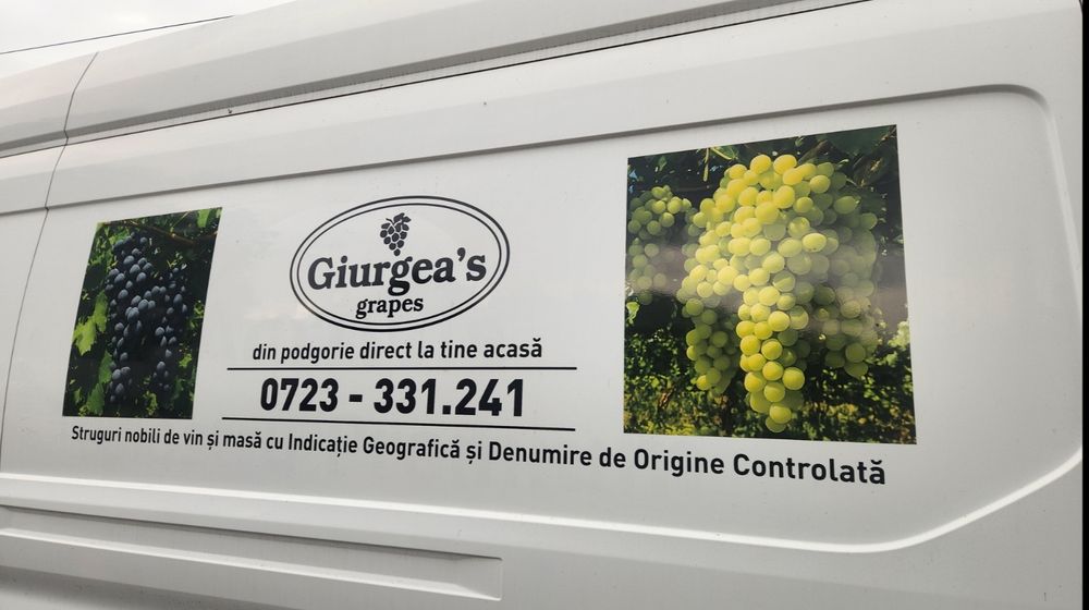 Struguri de vin și de masă din podgoriile proprii