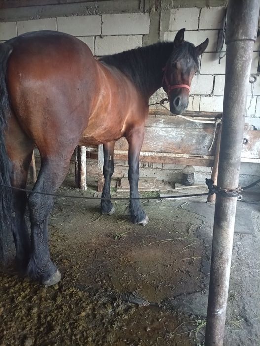 Vand cal castrat 2 ani jumate