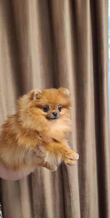 Fetita pomeranian cu pedigree fci